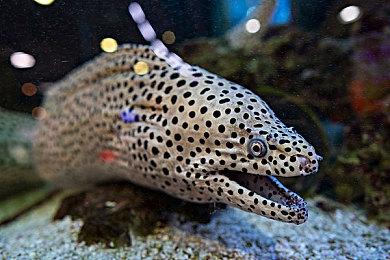 《宝可梦TCG》氪佬已收集5万张卡牌 每天充值到上限